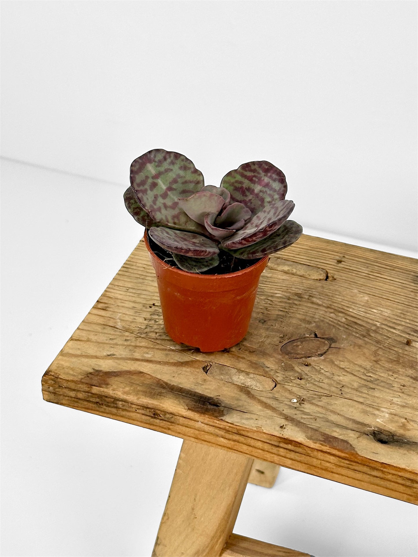 Kalanchoe Humilis Zebra - Baby plant