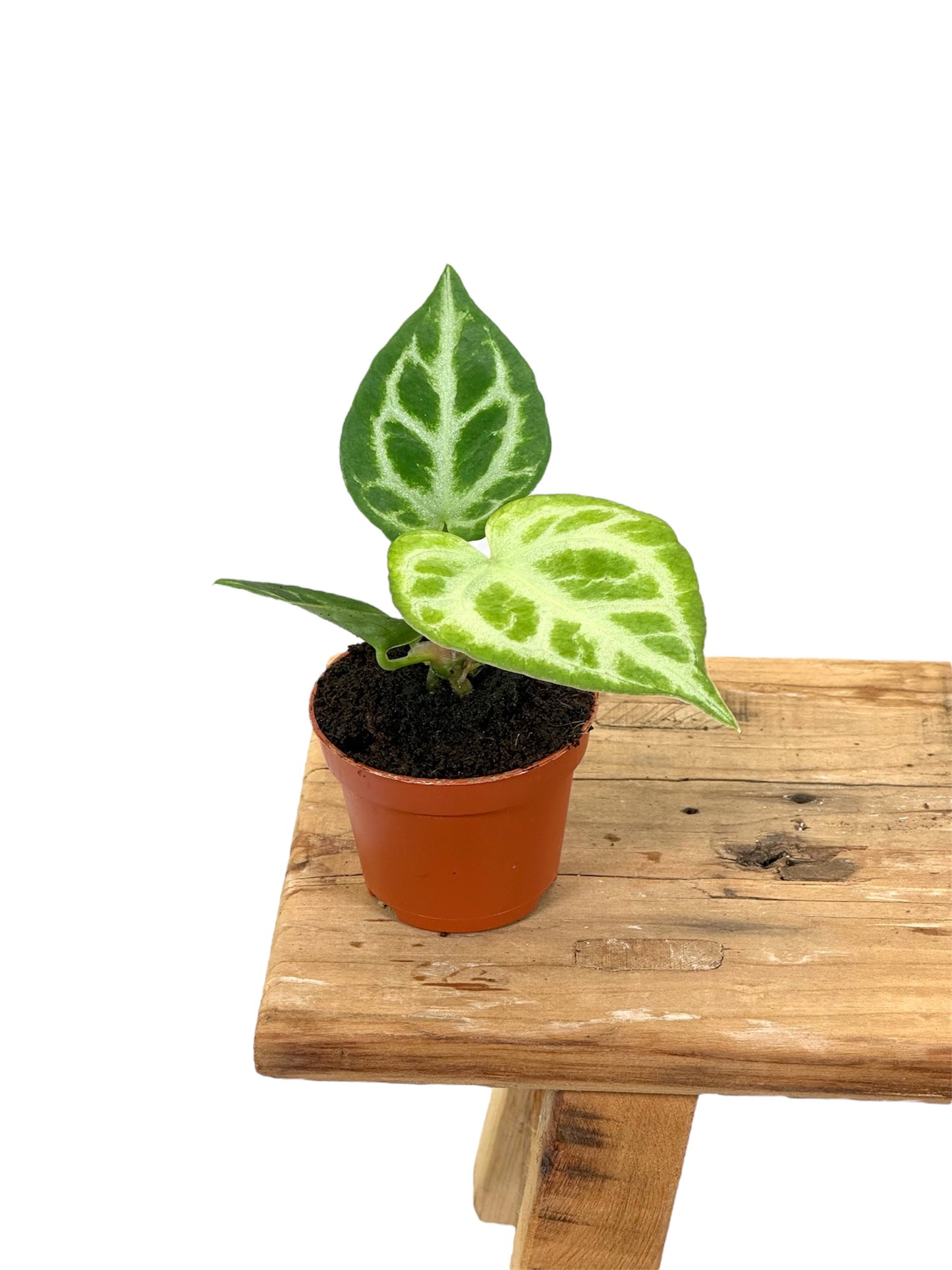 Anthurium Crystallinum Silver Blush - Baby plant