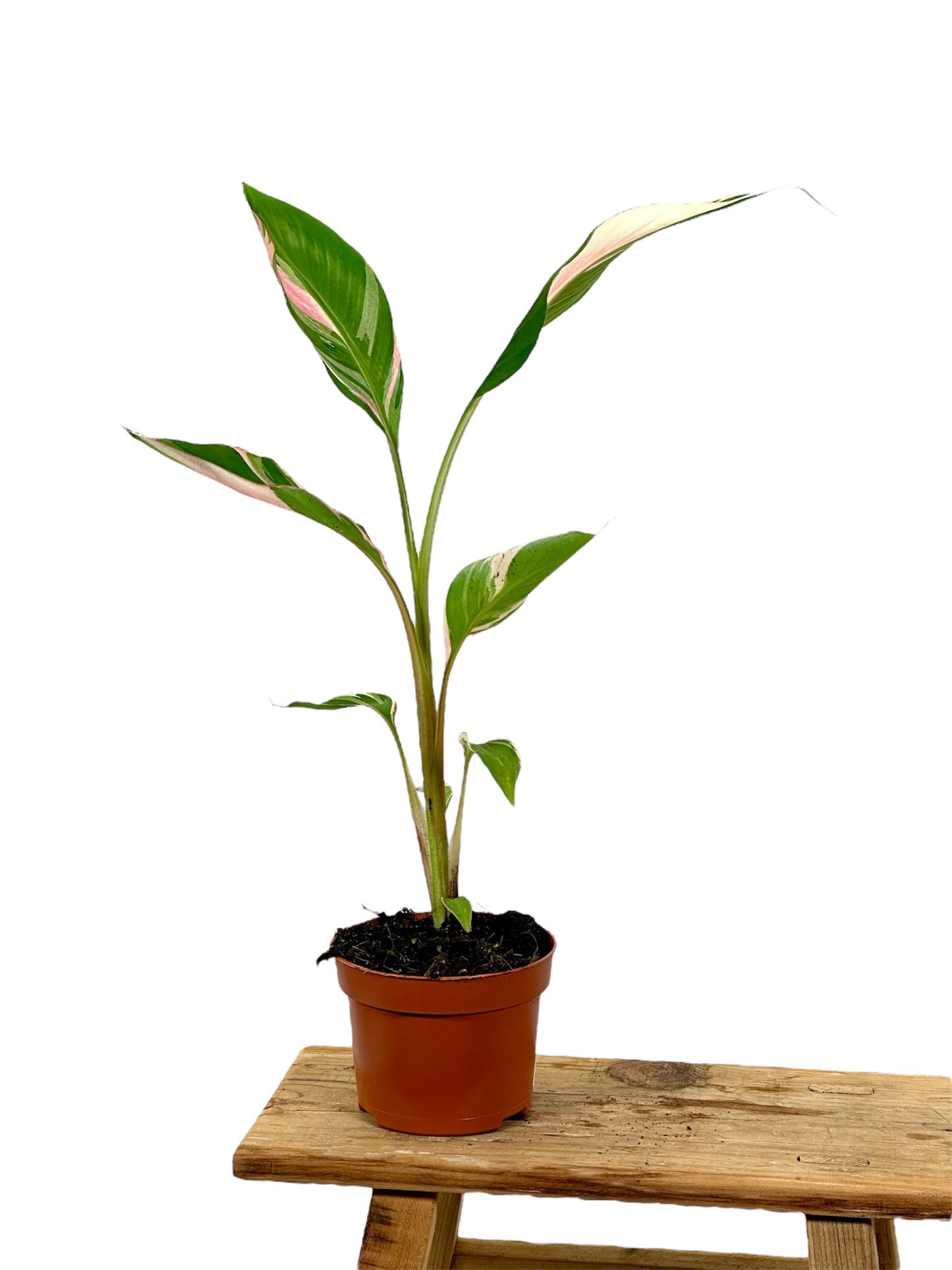 Musa Nono Pink variegata