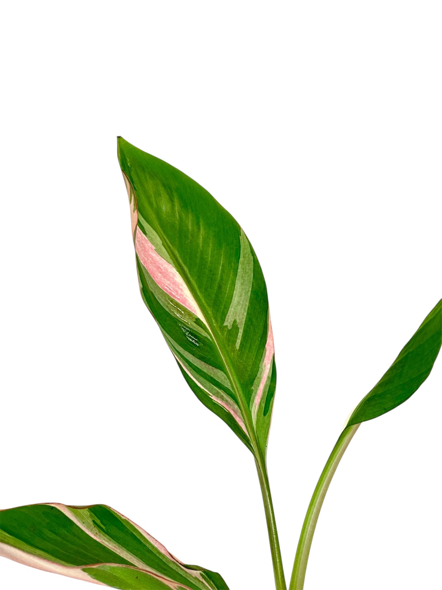 Musa Nono Pink variegata