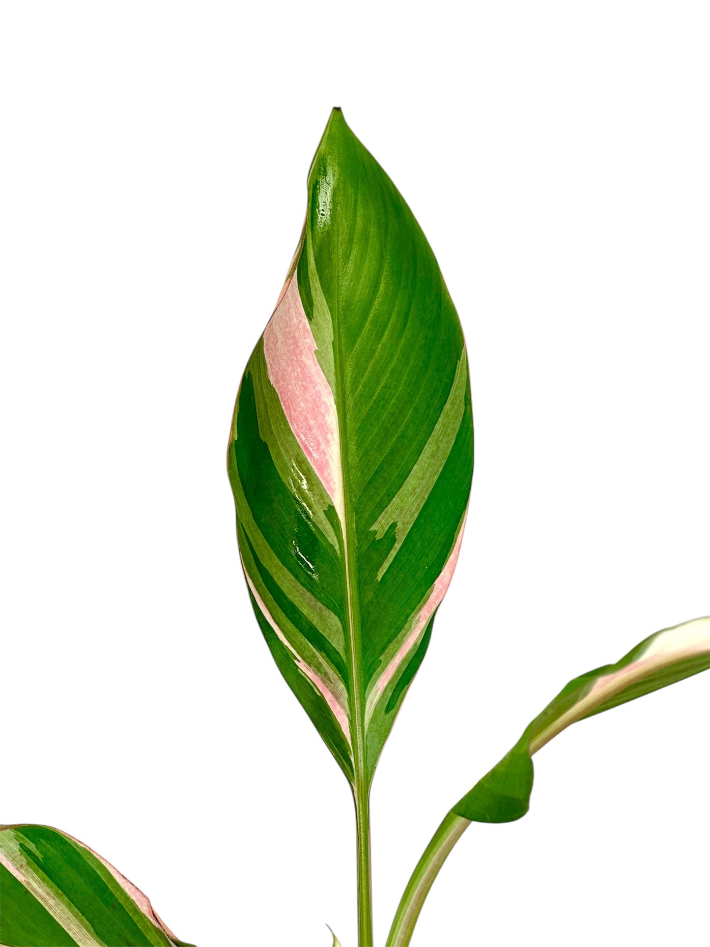 Musa Nono Pink variegata