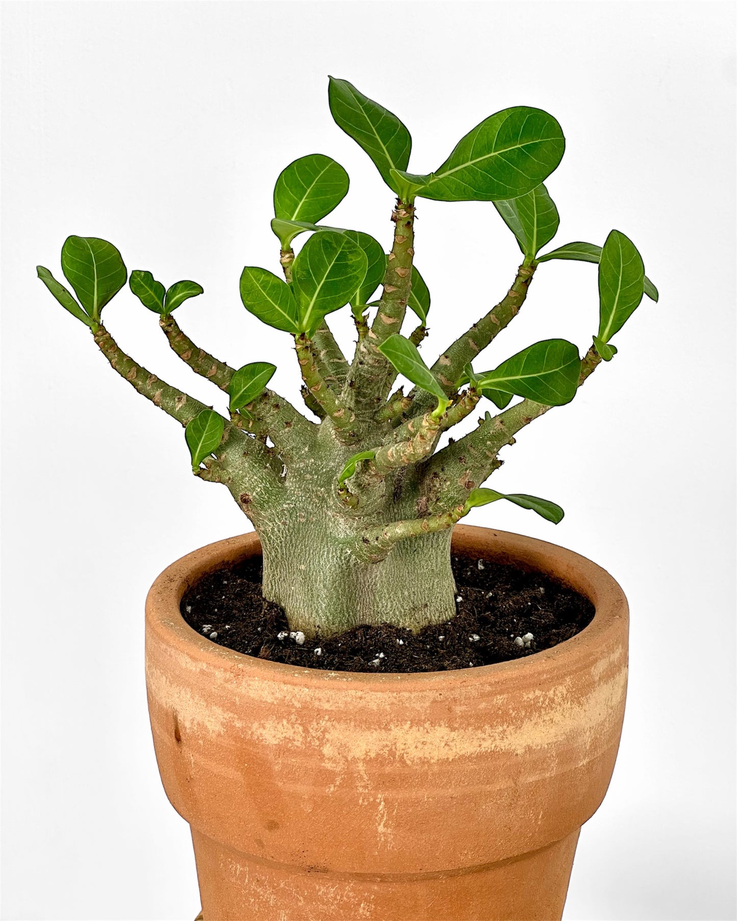 Adenium Obesum Baobab - Rose du désert Ø17cm pot en terre cuite