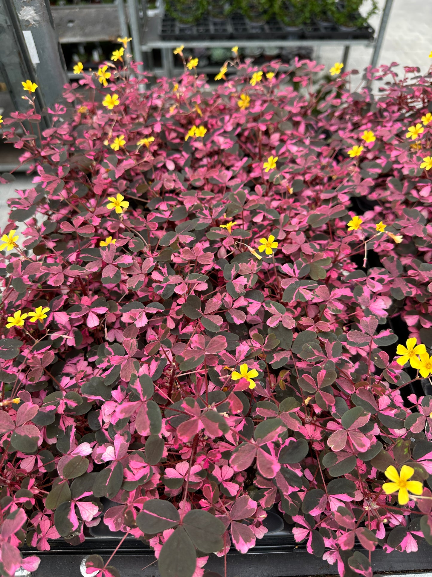Oxalis Vulcanicola variegata