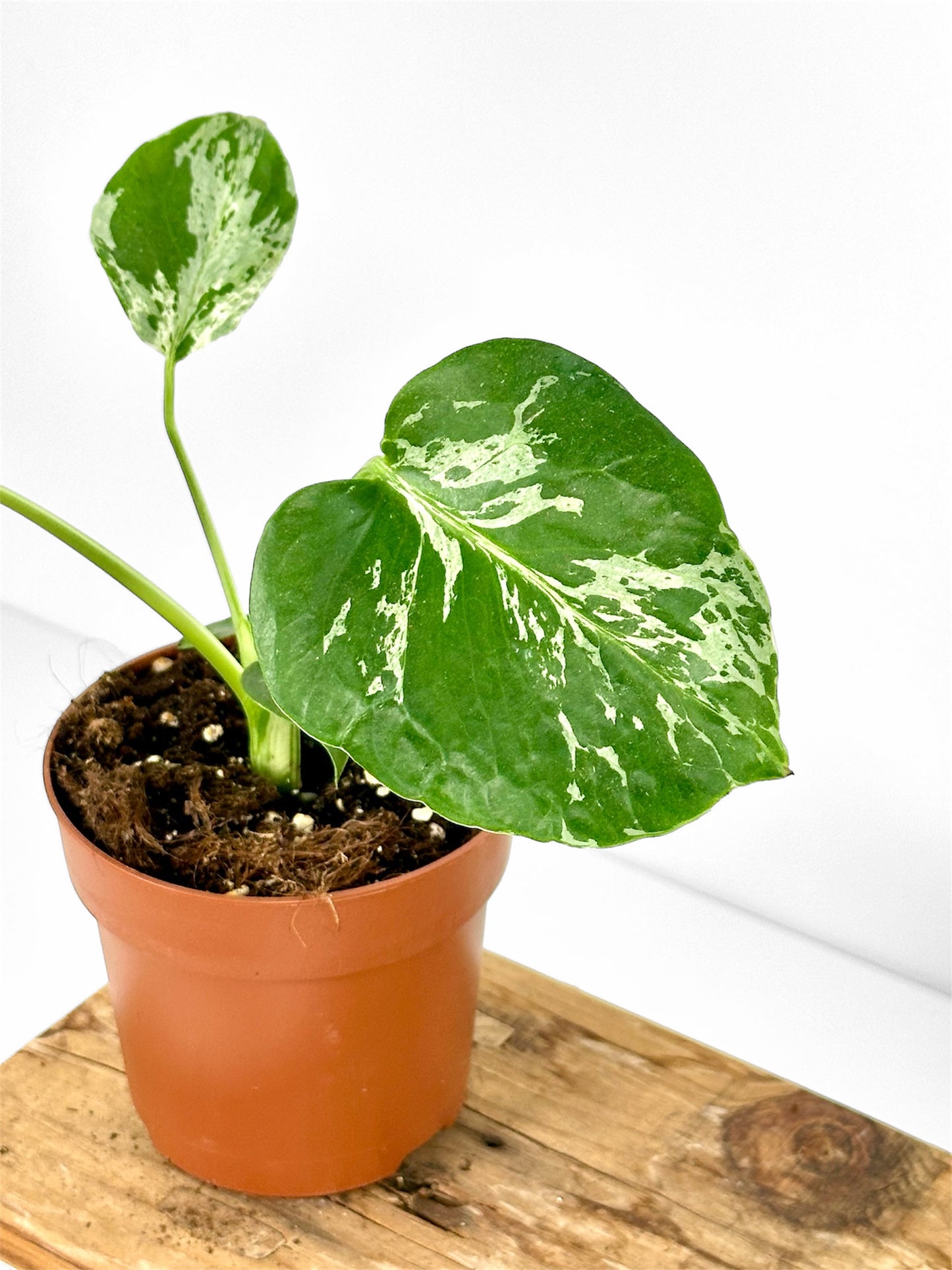 Monstera Bulbasaur