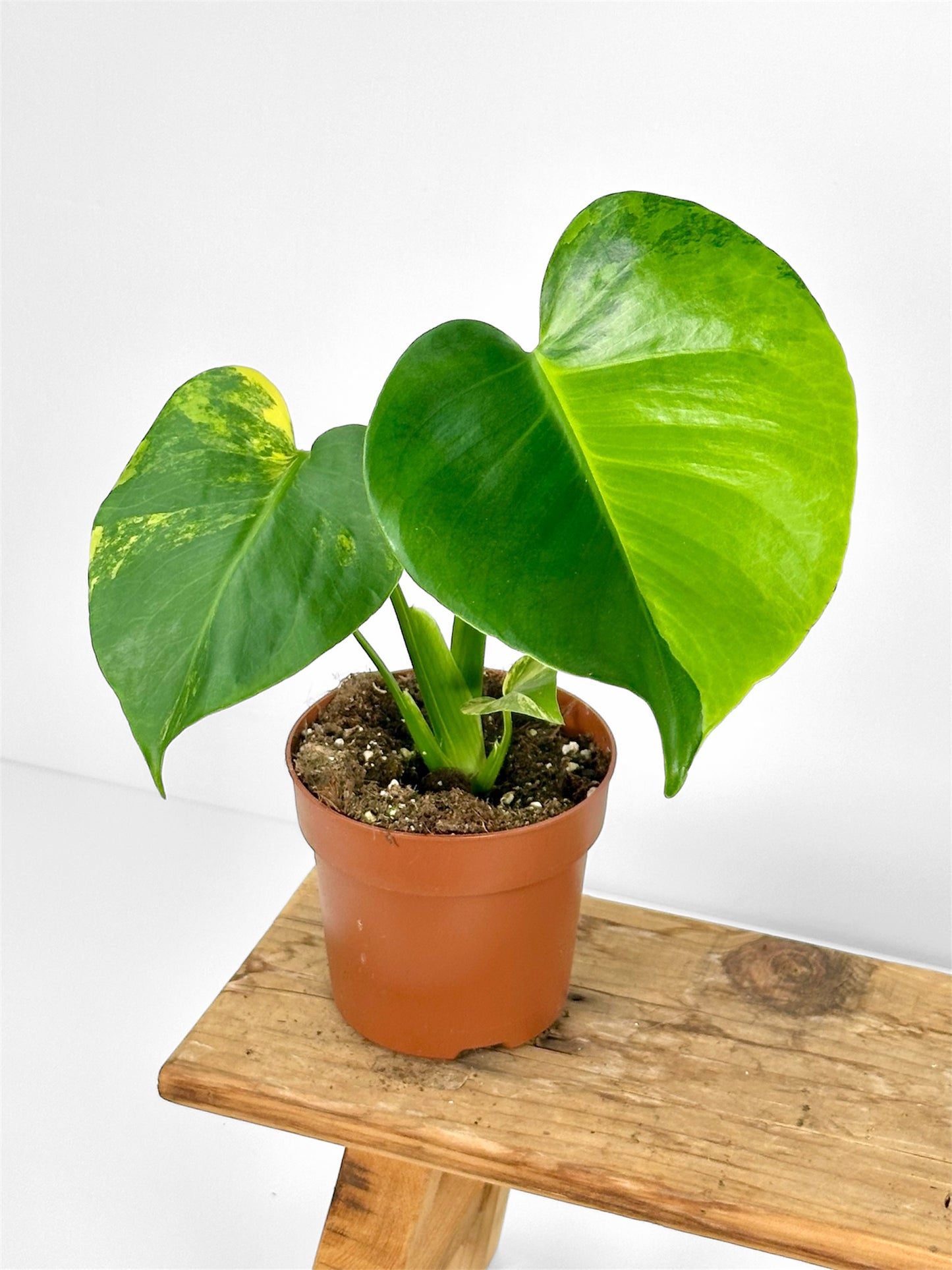 Monstera deliciosa aurea