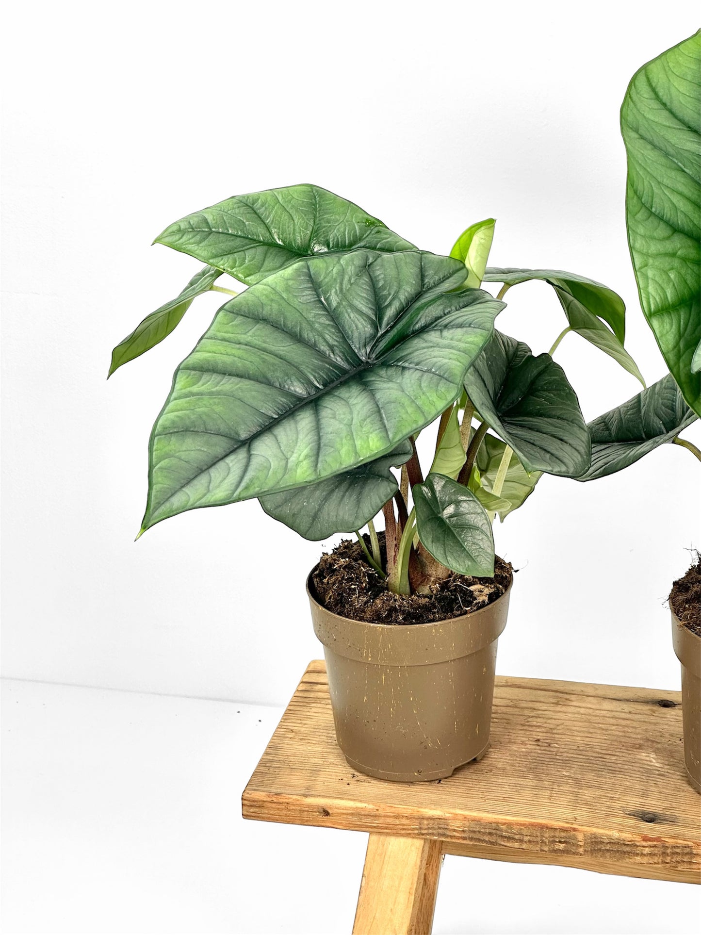 Alocasia Platinum