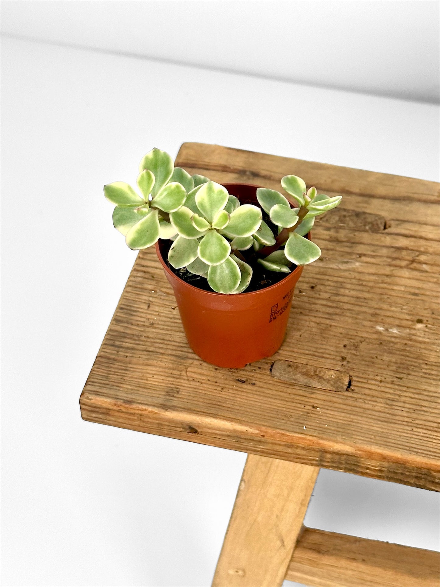 Portulacaria Afra Variegata - Baby plant