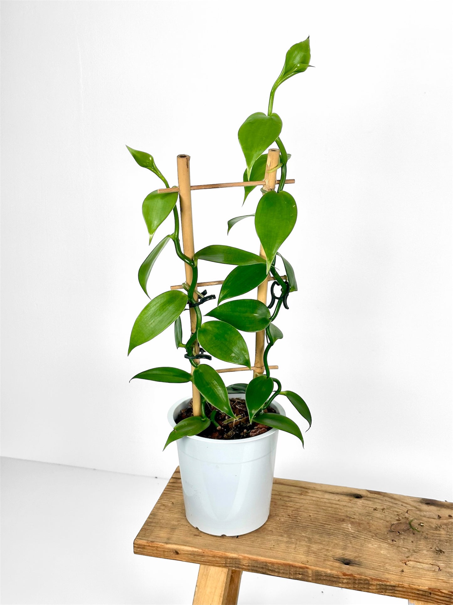Plante de vanille ''Vanilla Planifolia''