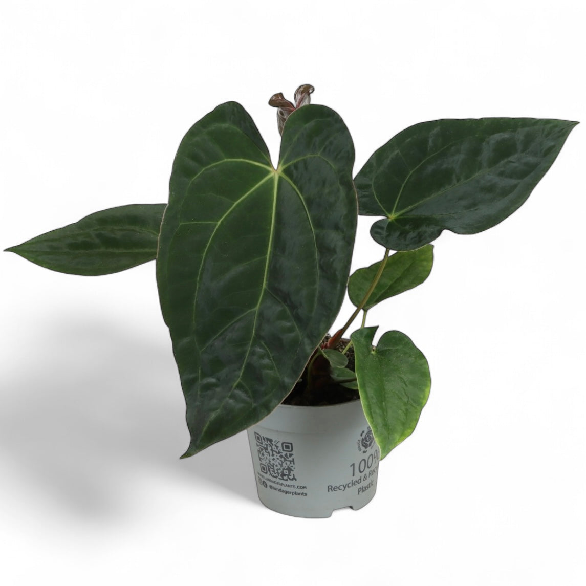 Anthurium Dark Phoenix