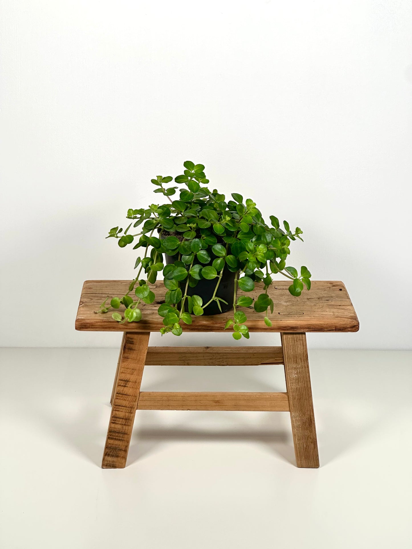 Peperomia Rotundifolia
