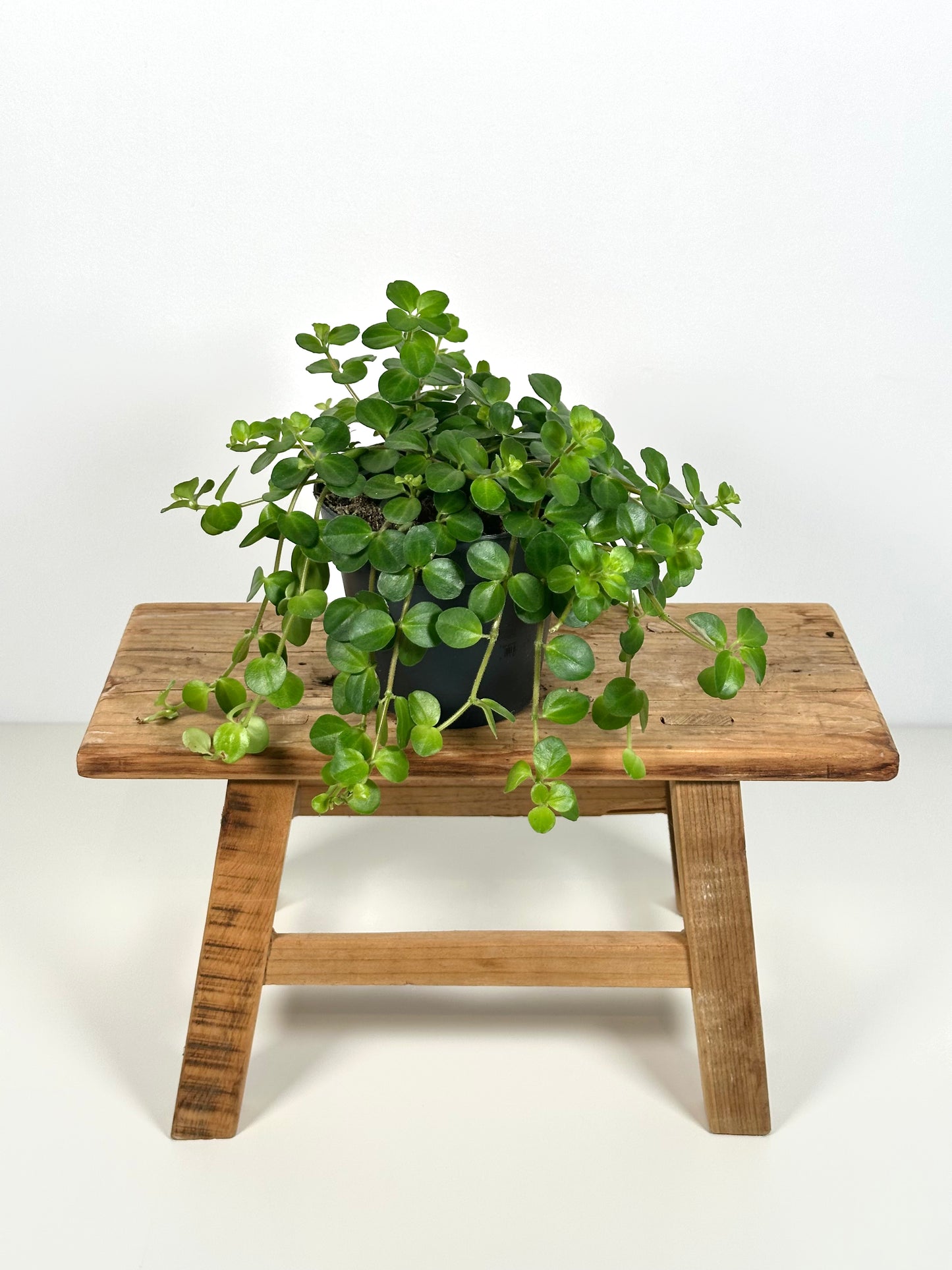 Peperomia Rotundifolia