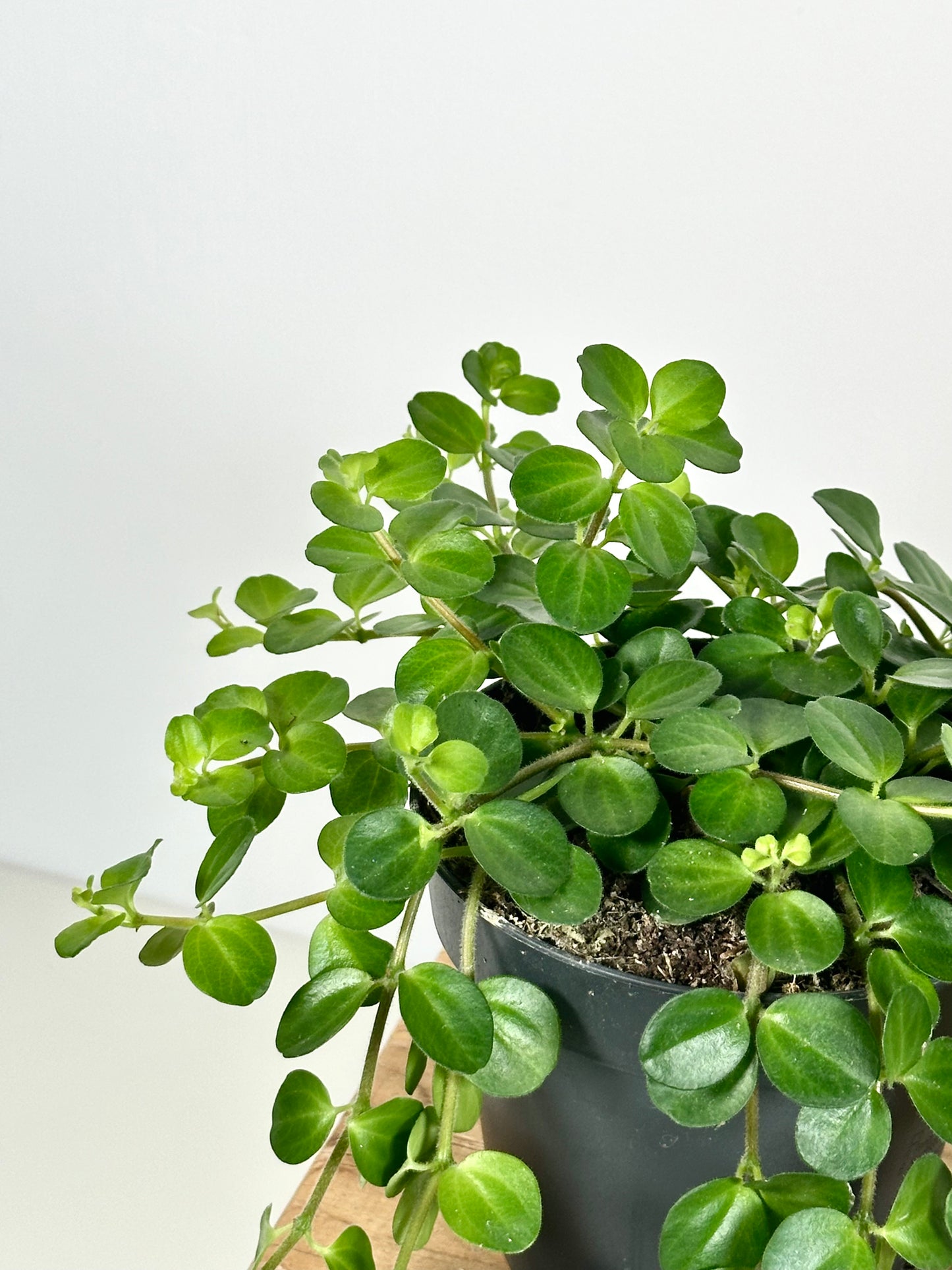 Peperomia Rotundifolia