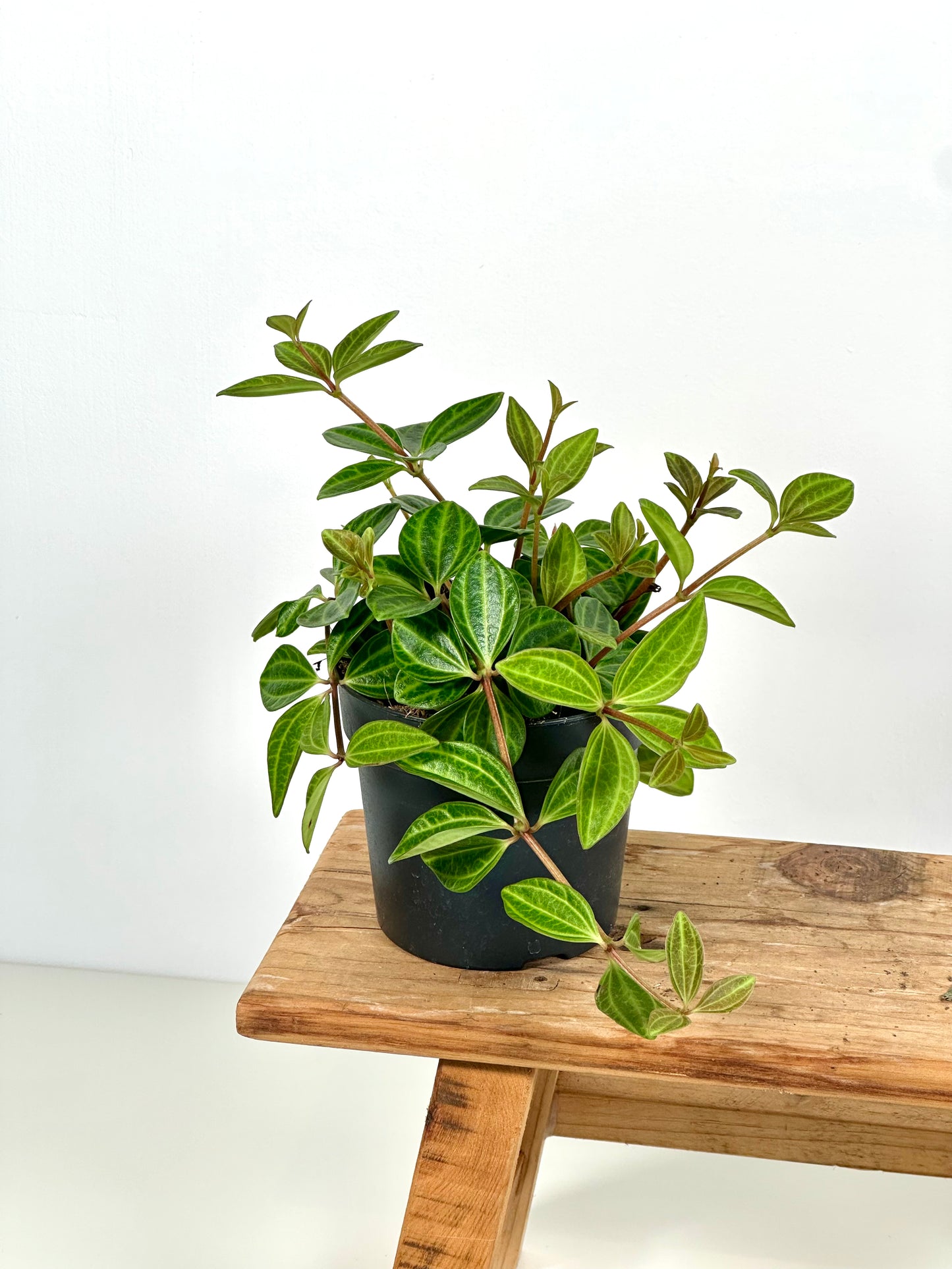 Peperomia Angulata Rocca