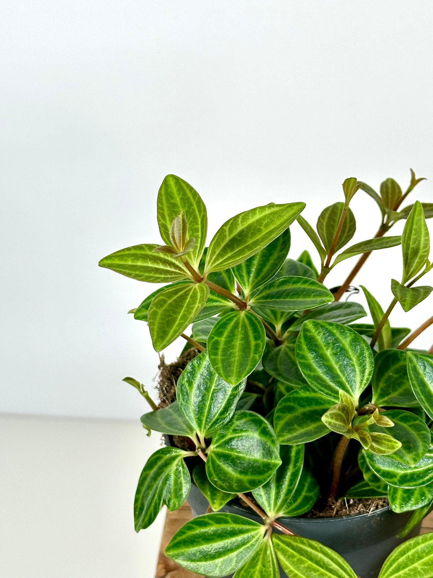 Peperomia Angulata Rocca