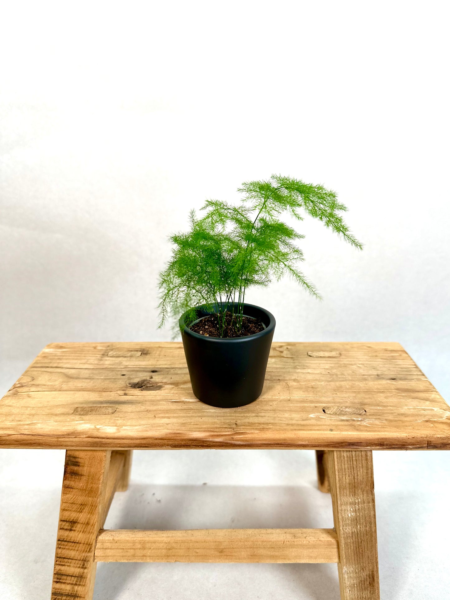 Asparagus Plumosus - Baby plant
