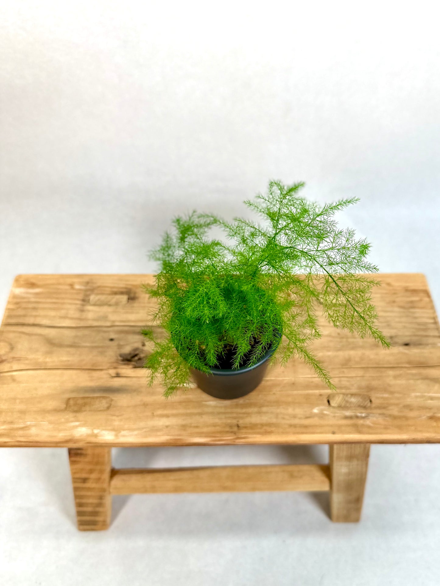 Asparagus Plumosus - Baby plant