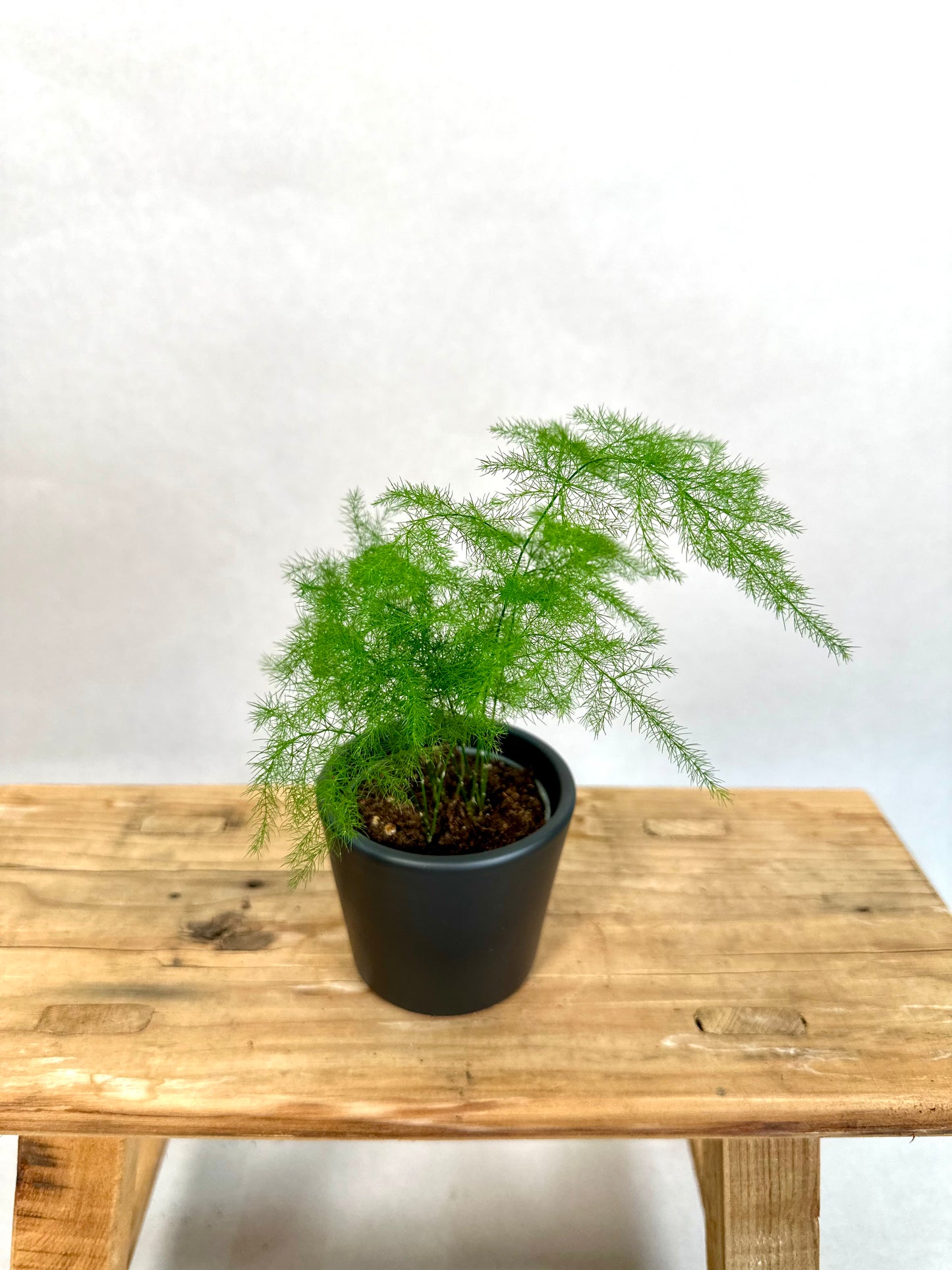 Asparagus Plumosus - Baby plant
