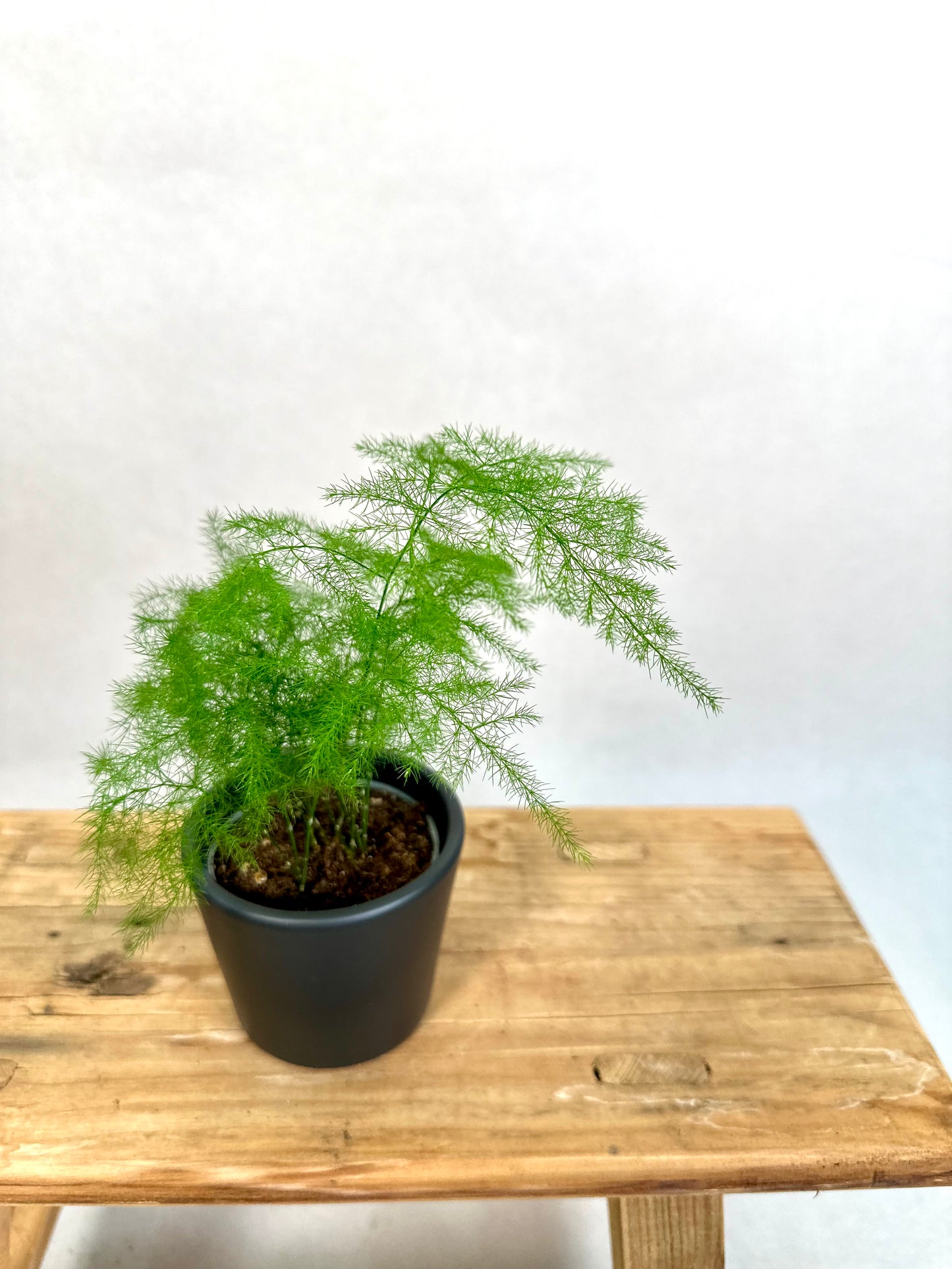 Asparagus Plumosus - Baby plant