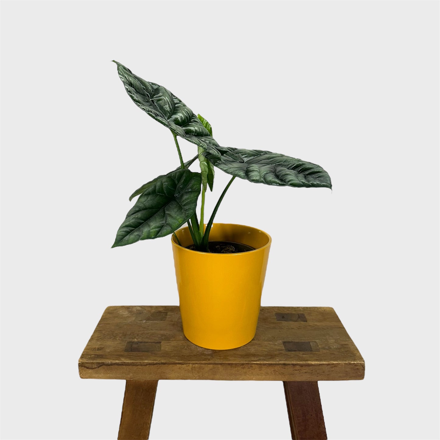 Cache-pot ''Classic'' jaune Ø12 cm