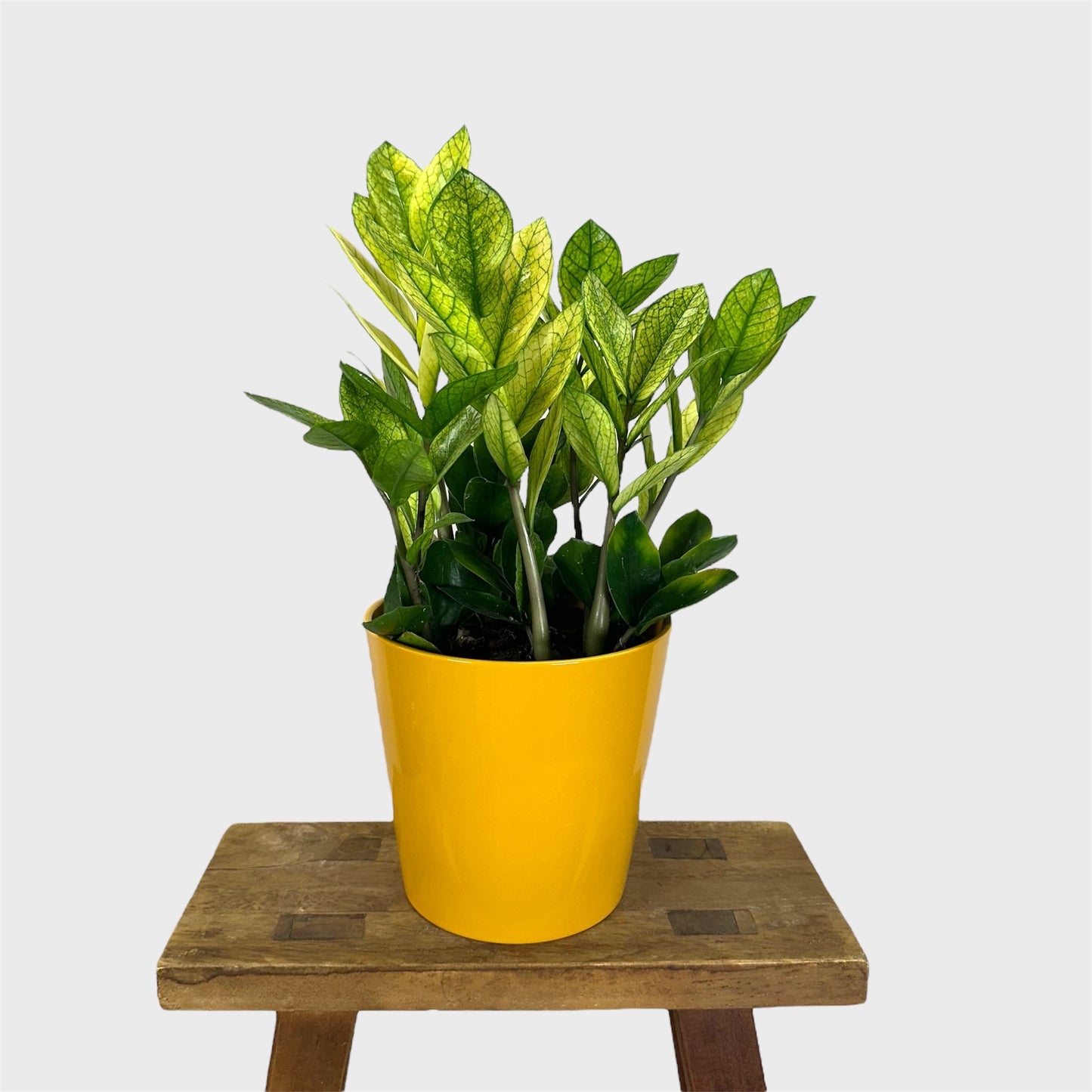 Cache-pot ''Classic'' jaune Ø14.5 cm