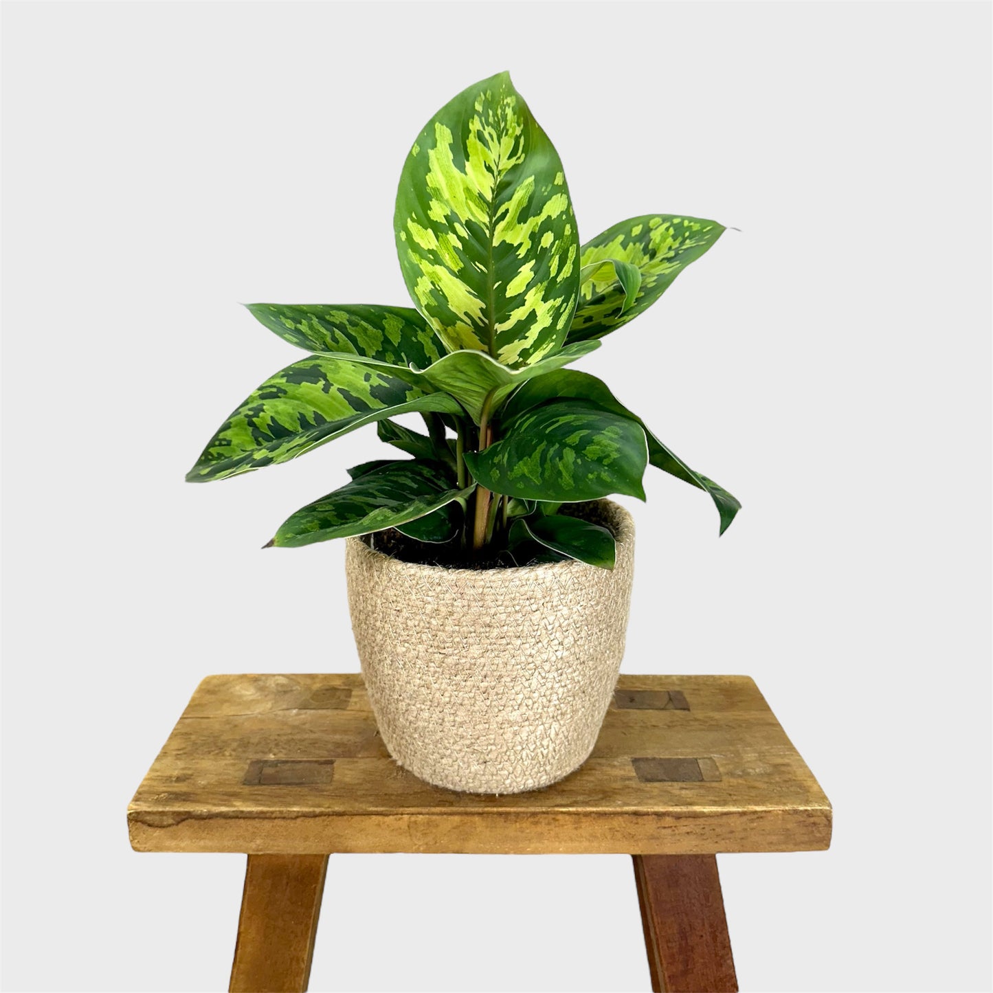 Cache-pot ''Panier'' Ø13 cm