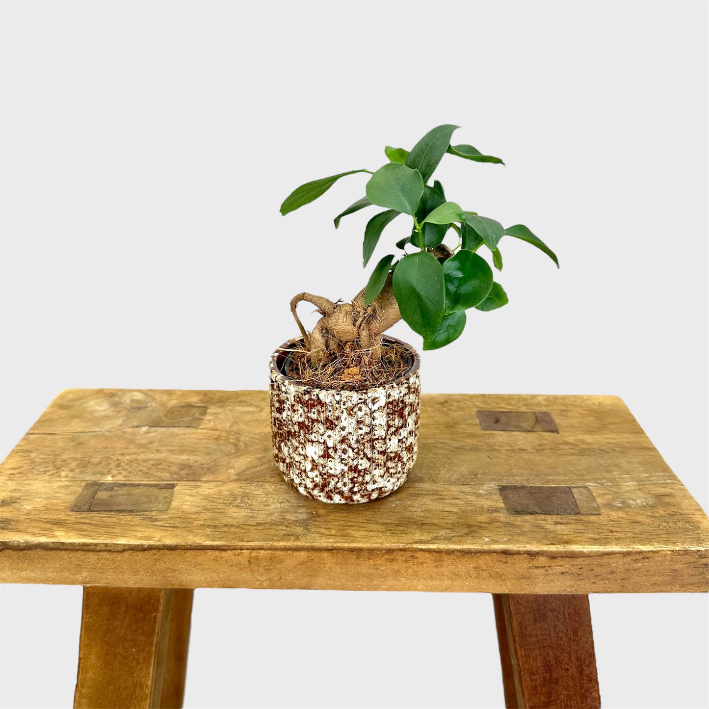 Cache-pot ''Jaguar'' Ø6 cm