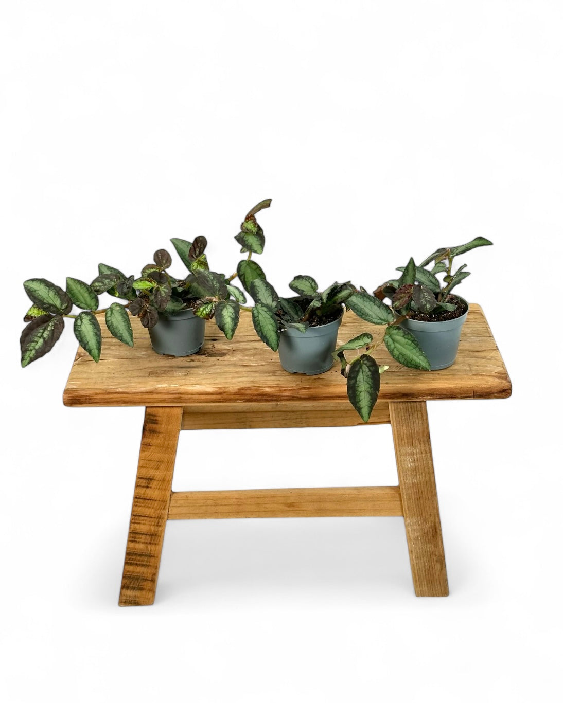 Pelliona repens - Baby plant