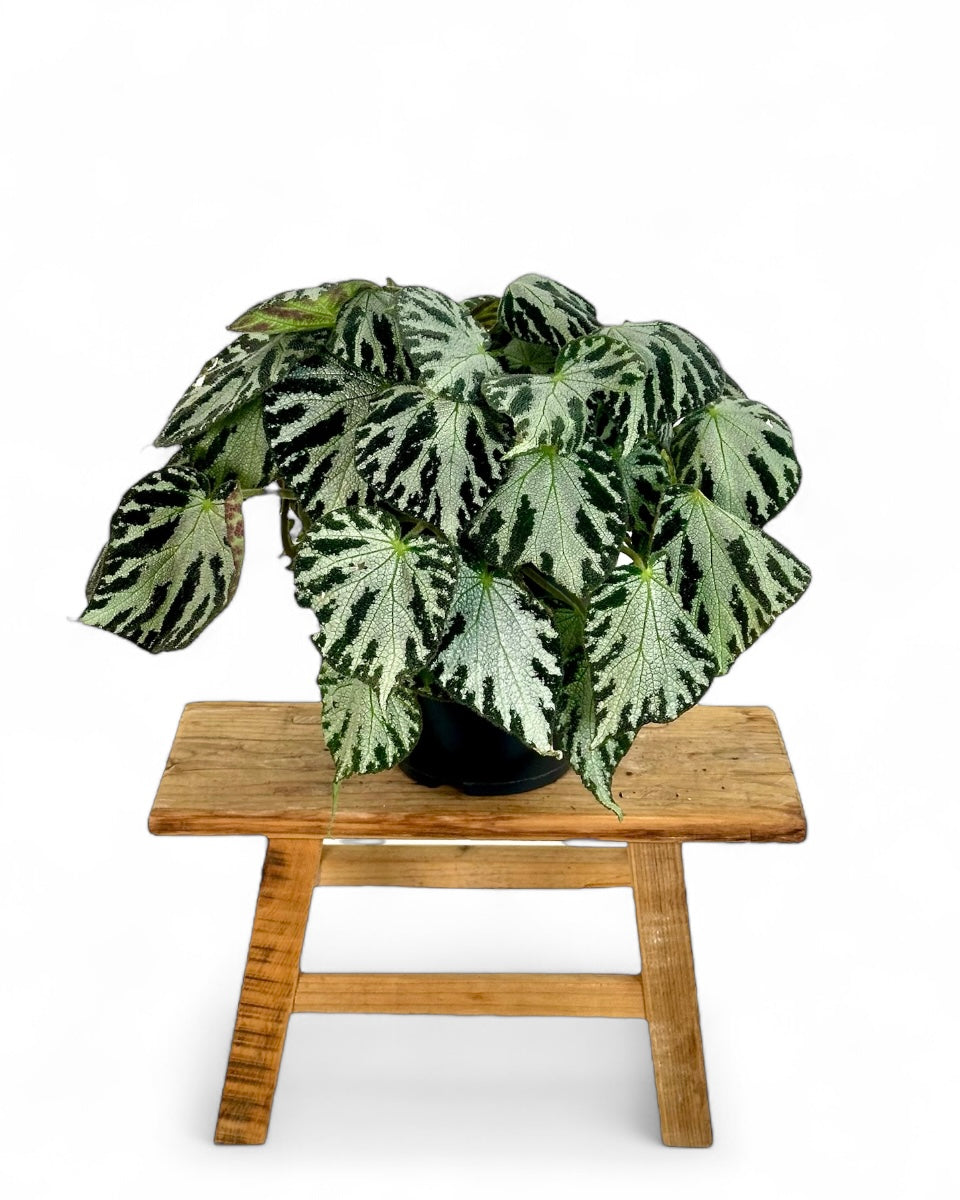 Begonia Silver Jewel