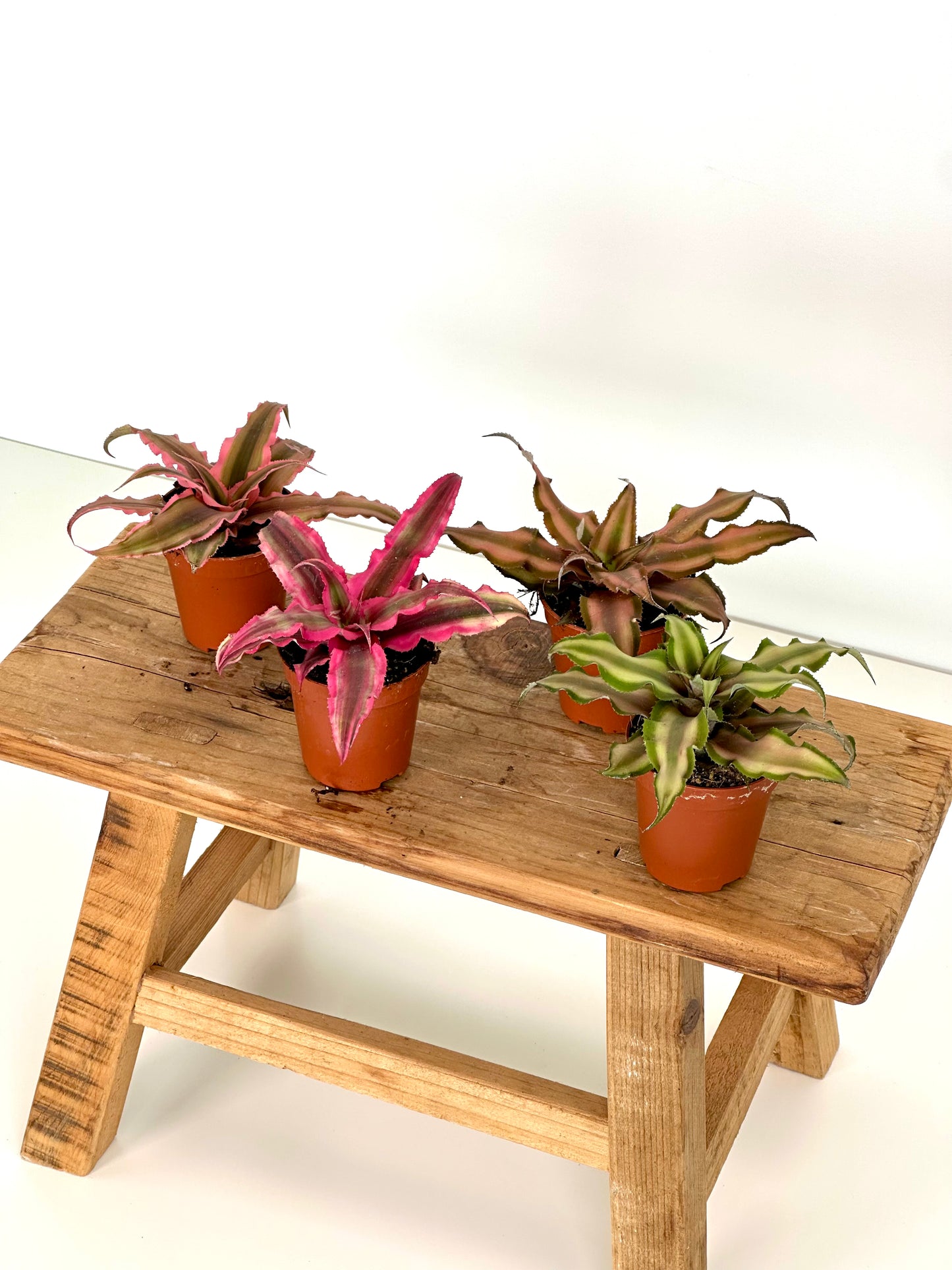 Cryptanthus - Baby plant - LUCKY DIP
