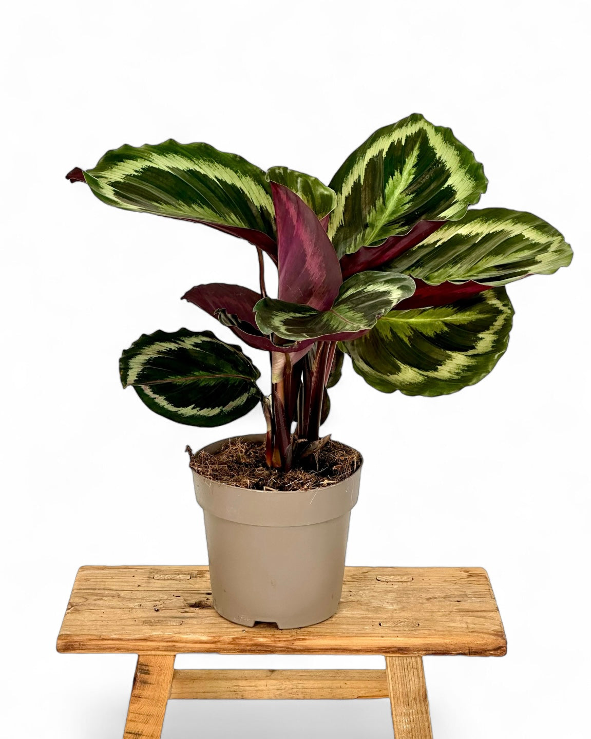 Calathea Medaillon