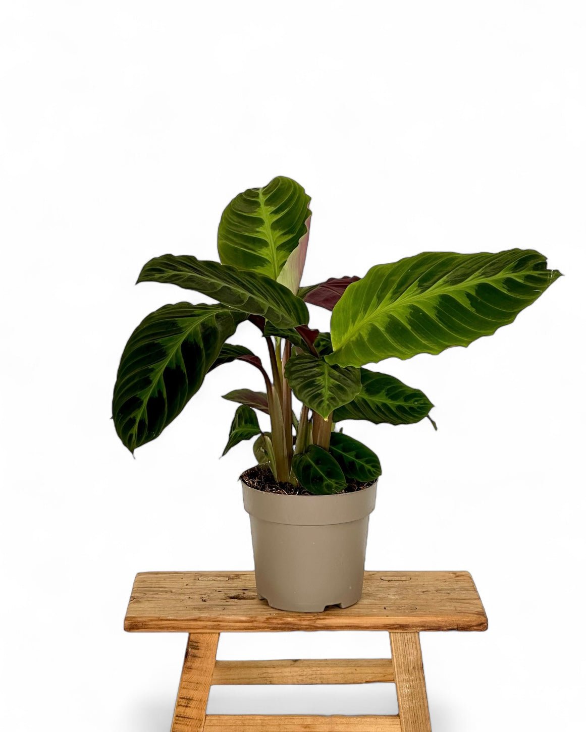Calathea Warsewicszii
