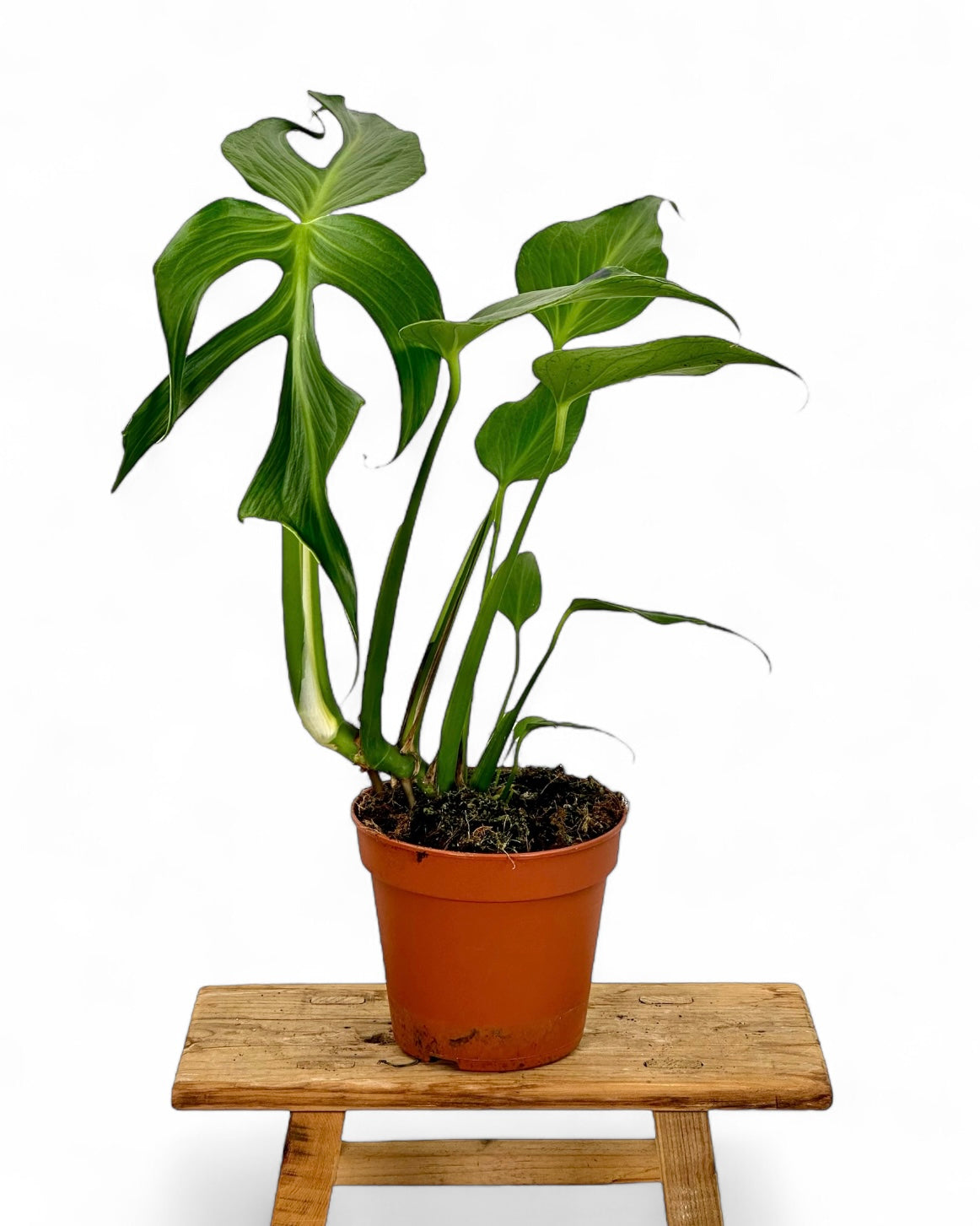 Monstera Burle Marx Flame