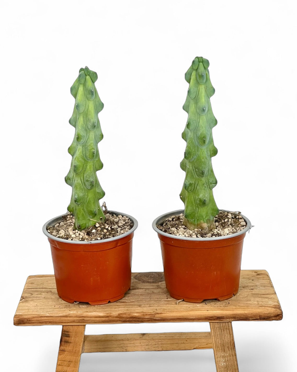 Myrtillocactus Geometrizans Fukurokuryuzinboku - Boobie Cactus