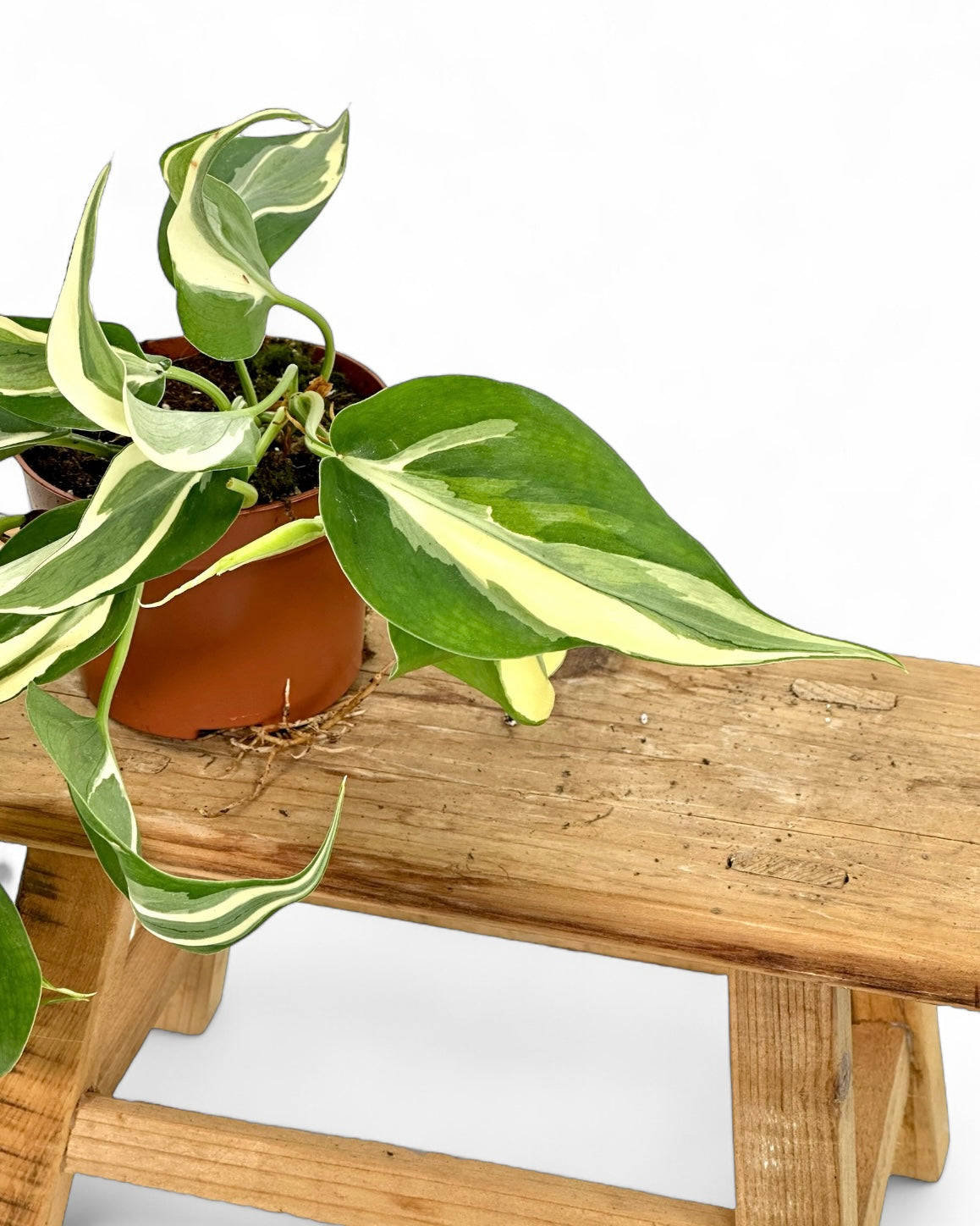 Philodendron Rio