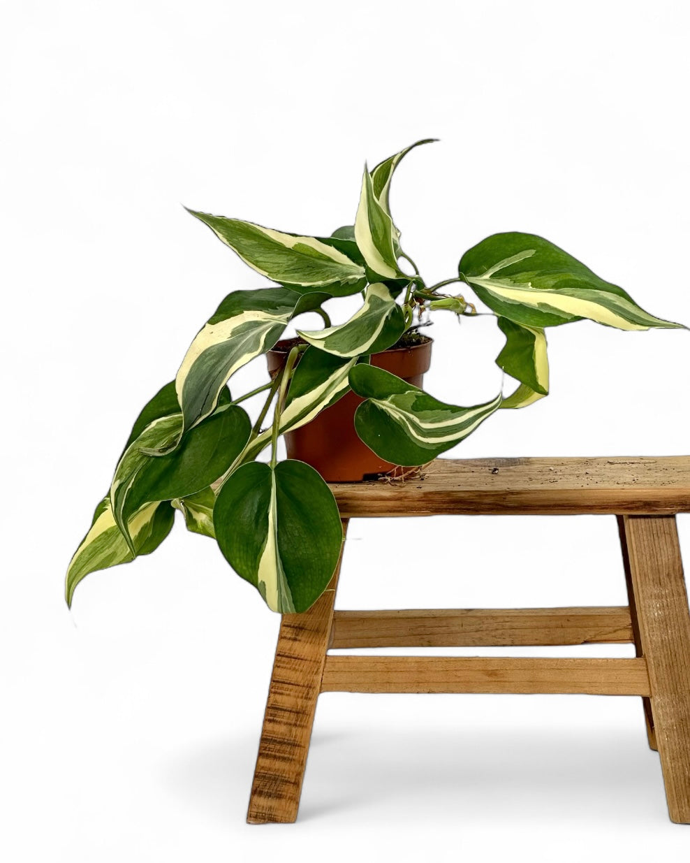 Philodendron Rio