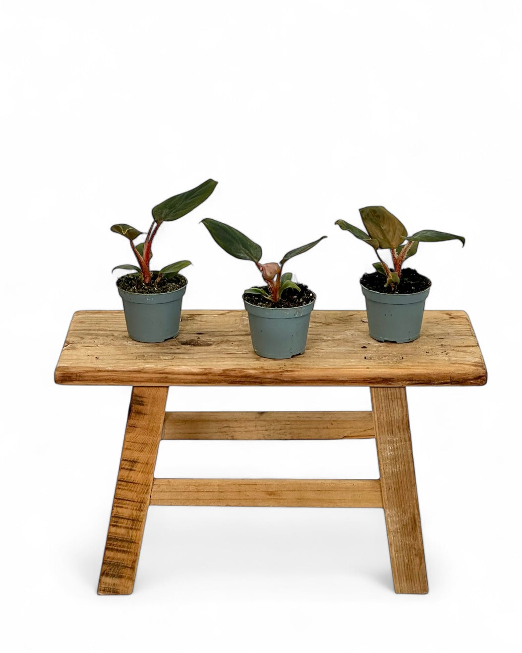 Philodendron Squamiferum x Serpens - Baby plant