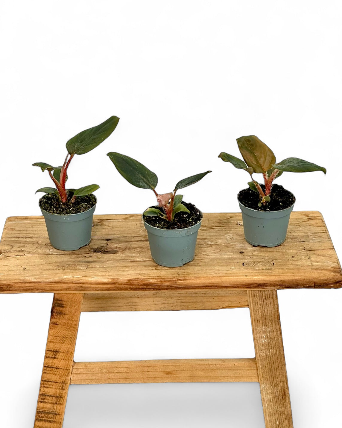 Philodendron Squamiferum x Serpens - Baby plant
