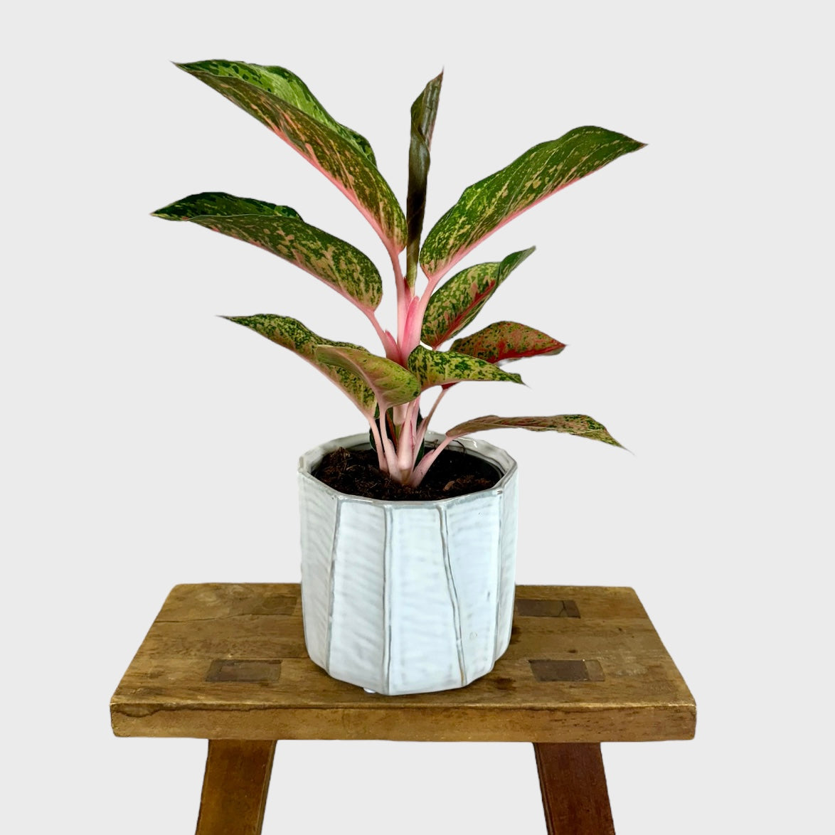 Cache-pot ''Tamar'' Ø12 cm