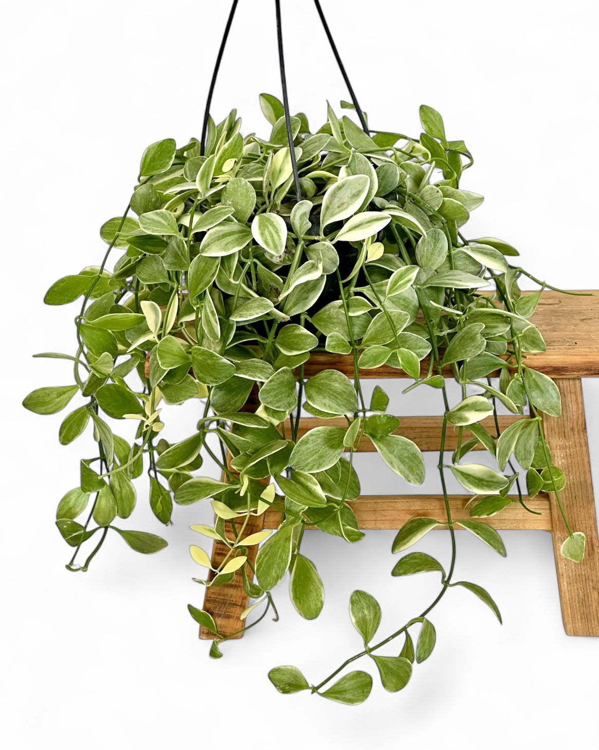 Dischidia Ionatha variegata - Suspension