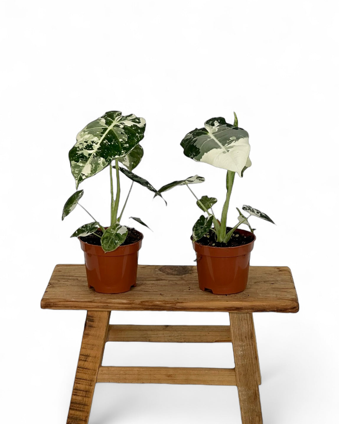 Alocasia Frydek variegata