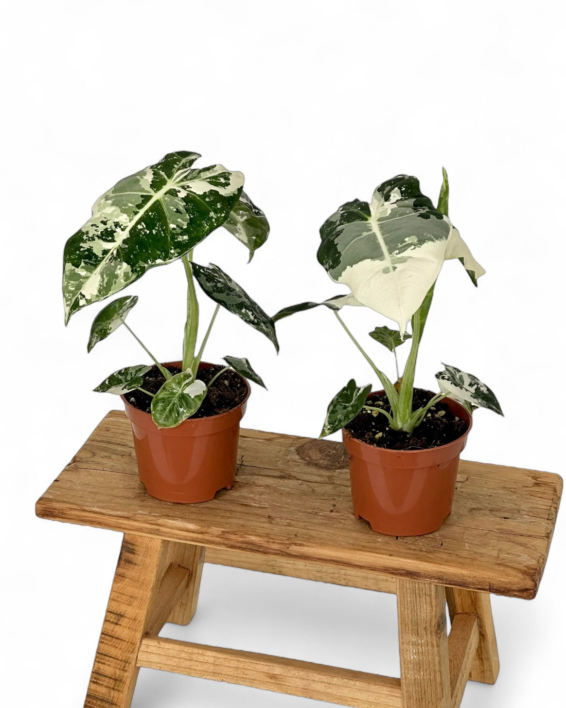 Alocasia Frydek variegata
