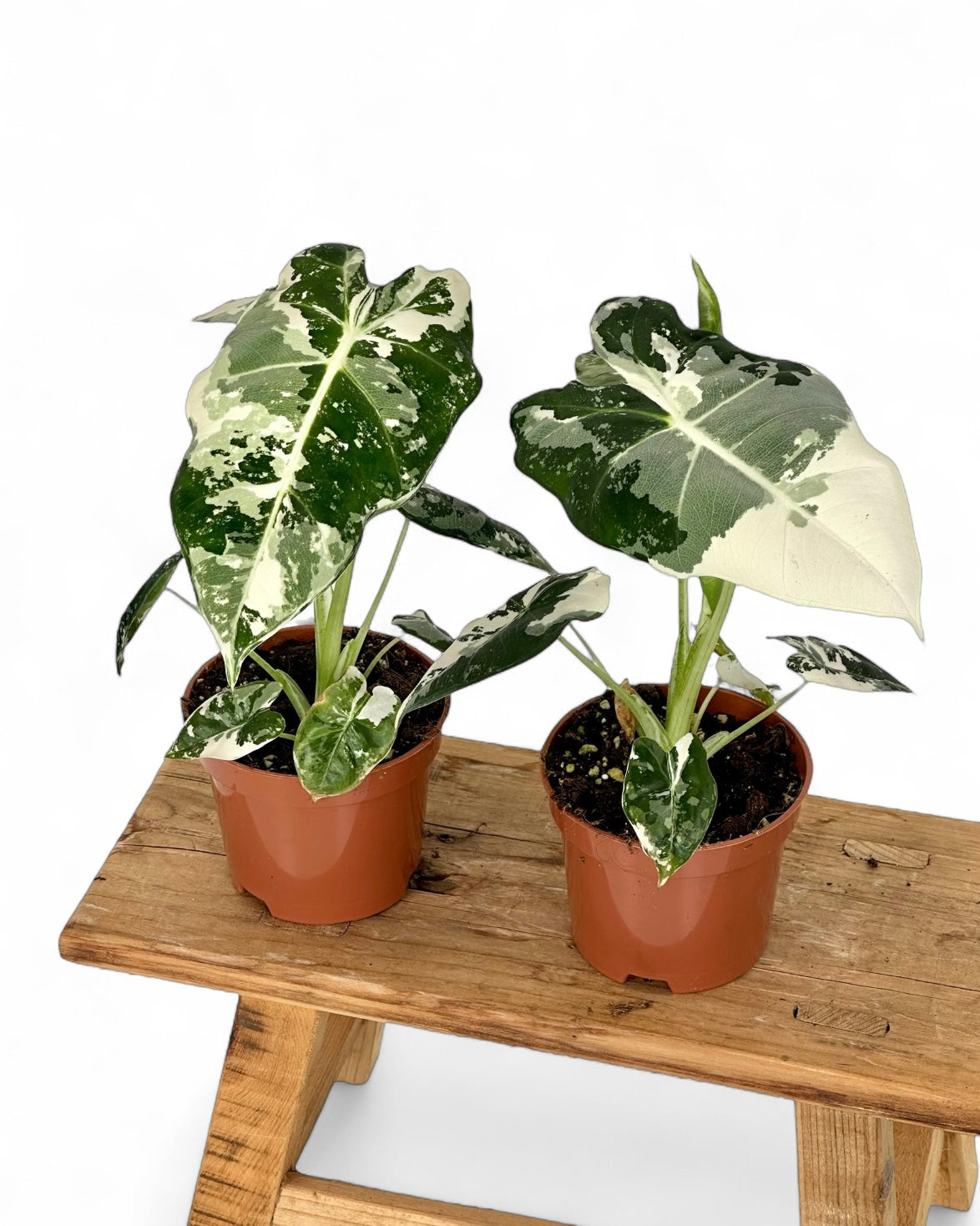 Alocasia Frydek variegata