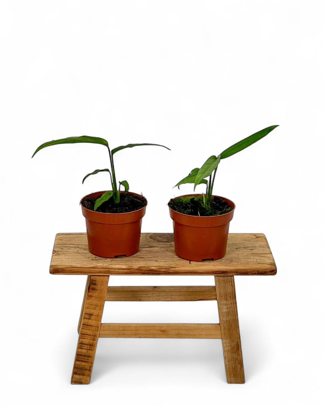 Monstera Obliqua Yasuni