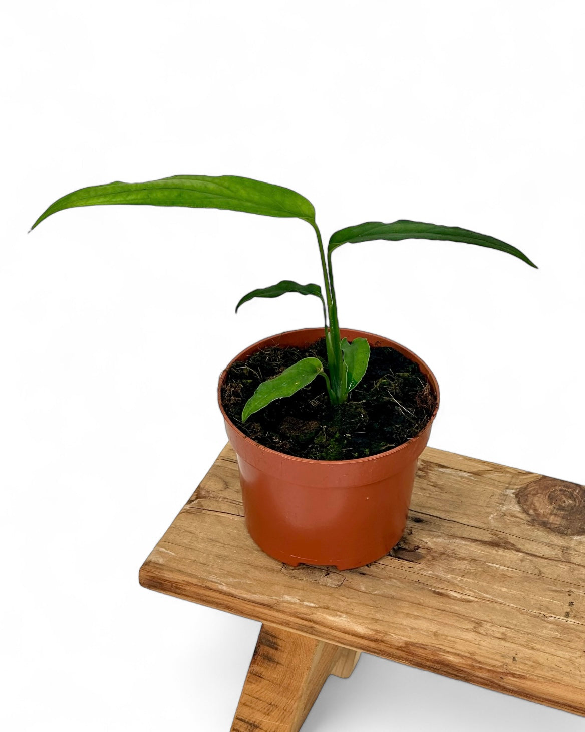 Monstera Obliqua Yasuni