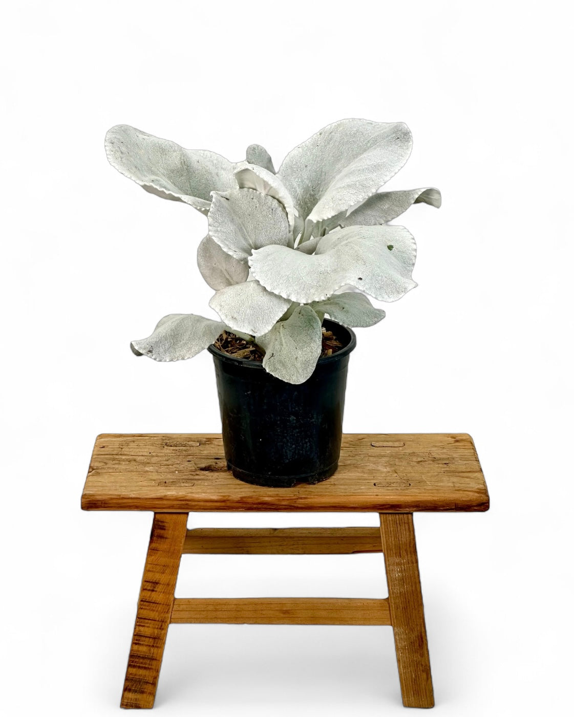 Senecio Angel Wings