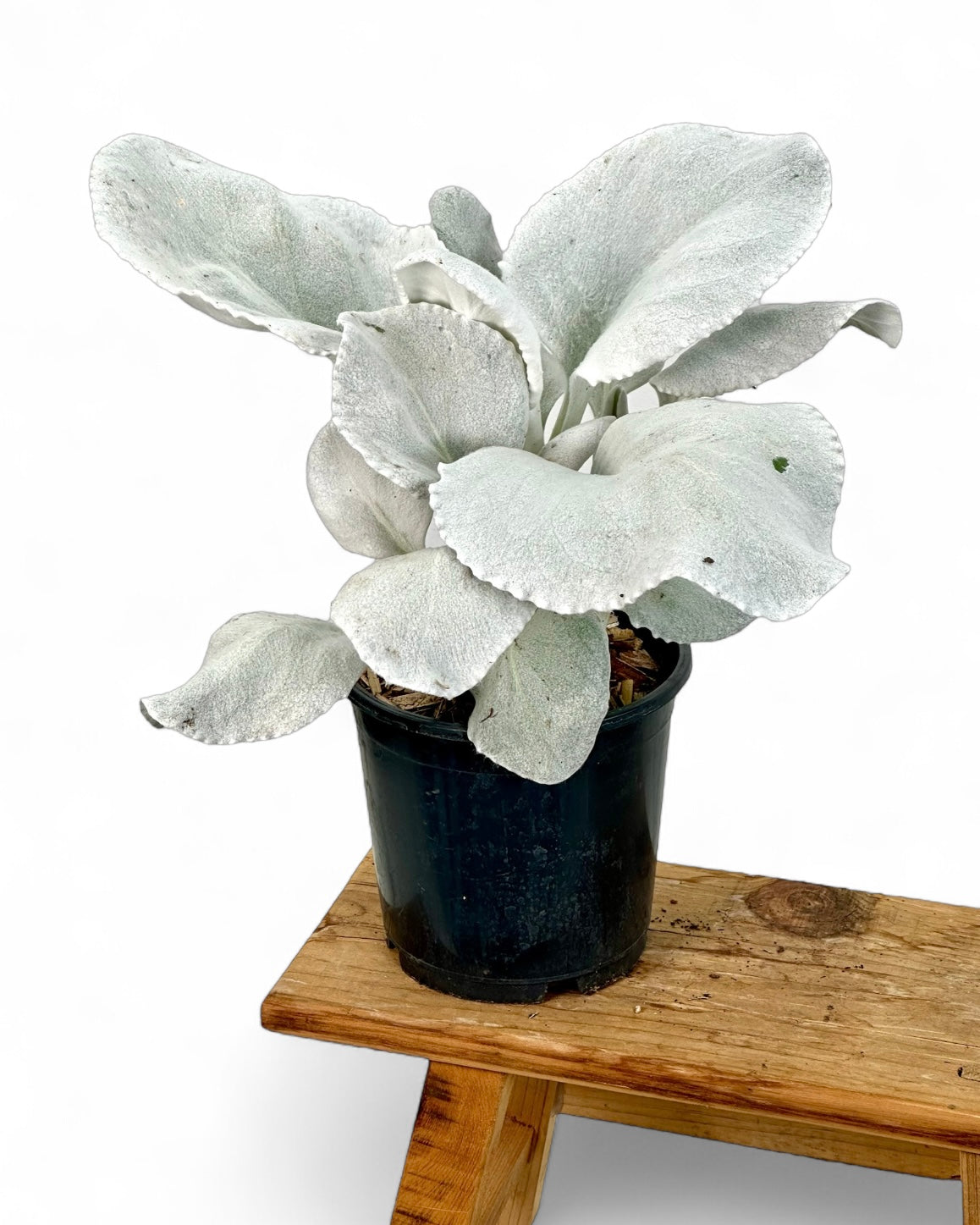 Senecio Angel Wings