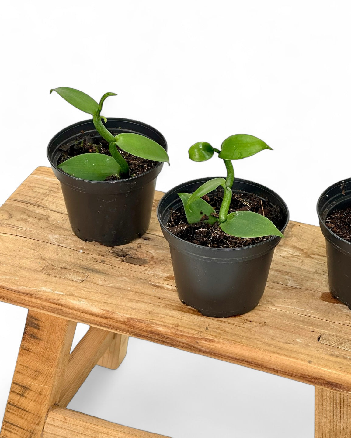Vanilla Planifolia - Plante de vanille
