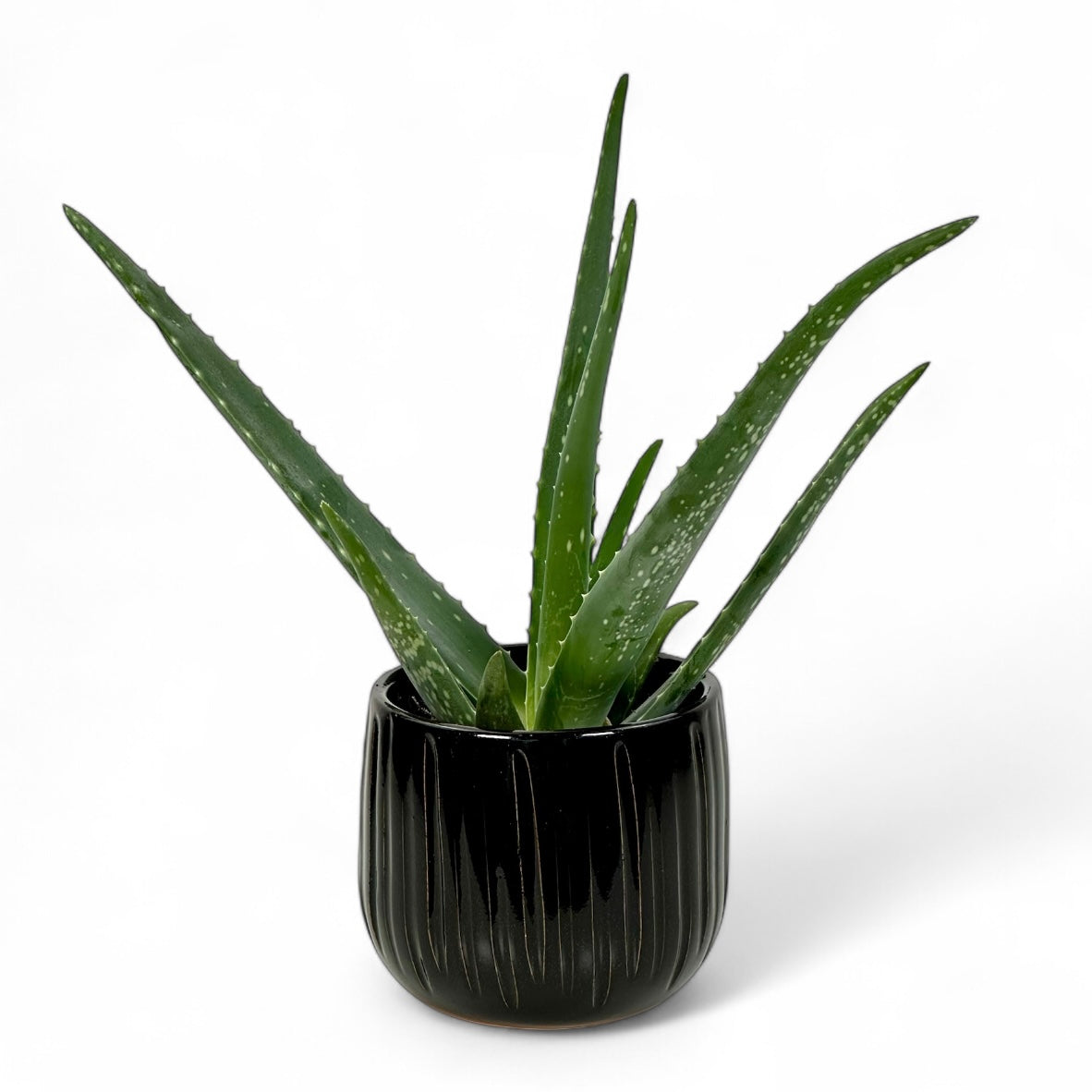Cache-pot 'Pablo Black Ribble' Ø11.5 cm