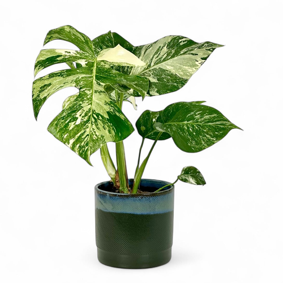 Cache-pot 'Olof' vert Ø13 cm