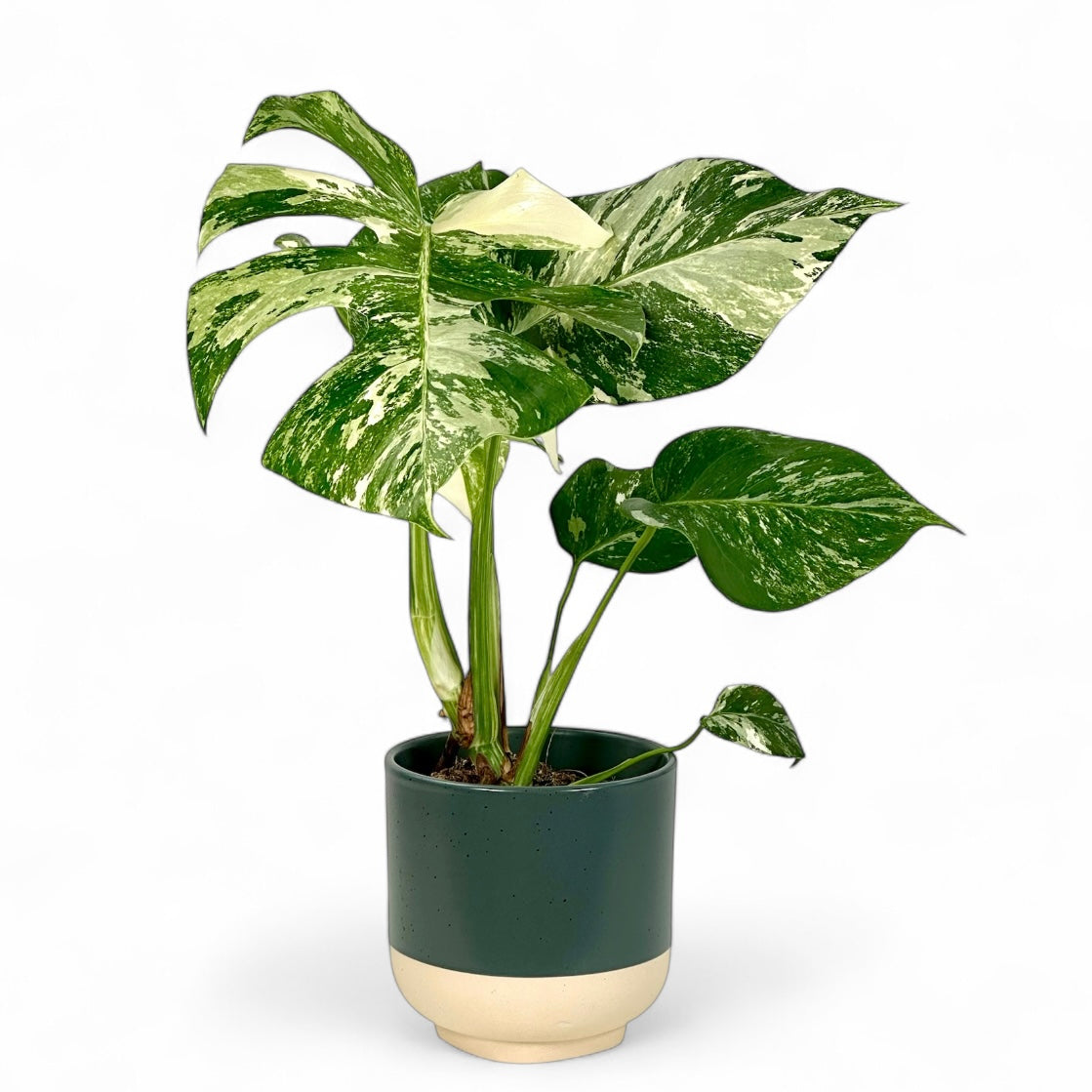 Cache-pot 'Luma' vert Ø12.5 cm